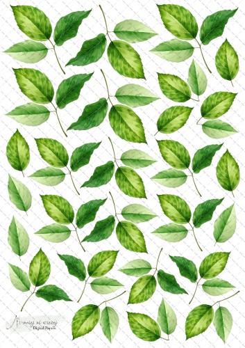 leaves 7 znak wodny.jpg