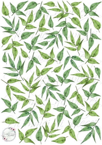 liście3 prezentacja.jpg